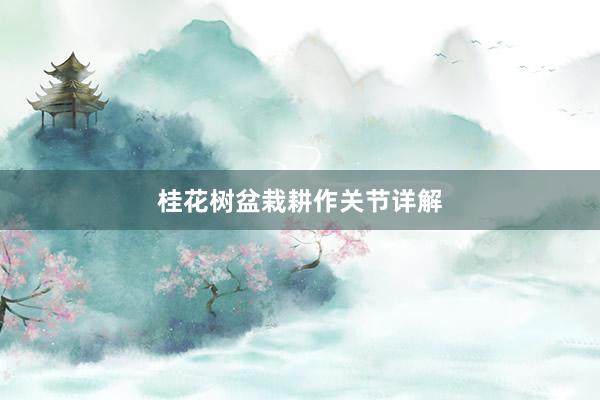 桂花树盆栽耕作关节详解